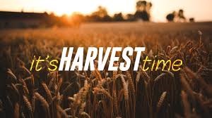 Harvest Time